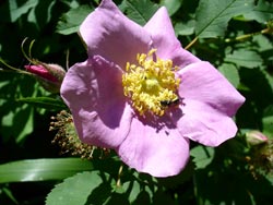 Close-up Flower 11