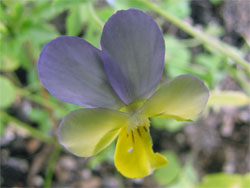 Close-up Flower