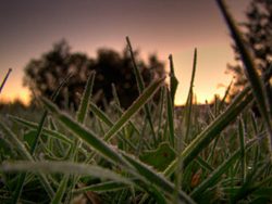 Frosted Grass at Dawn