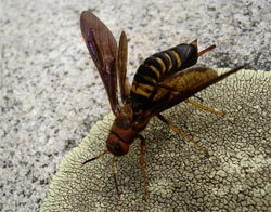 Wasp 01