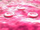 Red Blood Cells